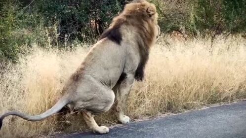 帅气的狮子王在路边拉粑粑被全程记录画风突变了