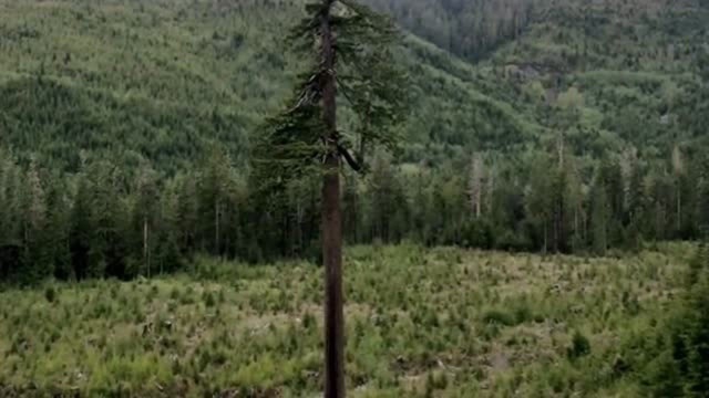 世界上最悲哀的树,周围树都已经死光了,所以这棵树就像是被孤立了一样