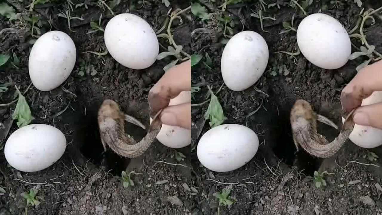 专吃清道夫的神秘怪物