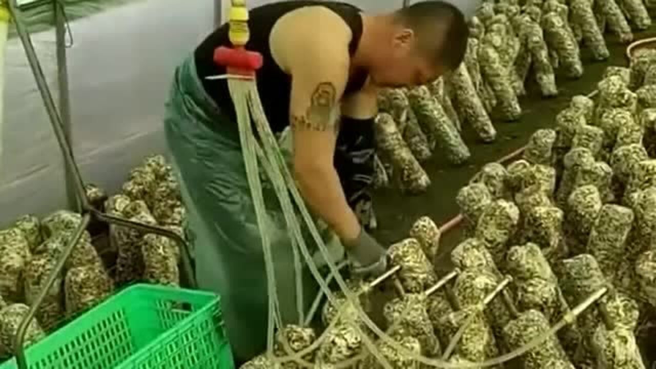 江西小伙：用力的插进去，立马往里面注水，我下巴都惊掉了！_高清