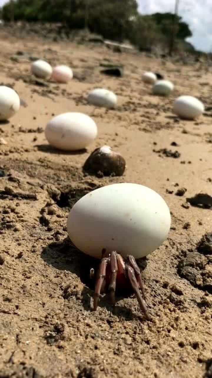 家在海边养的鸭子总喜欢下蛋在沙滩上太难捡了