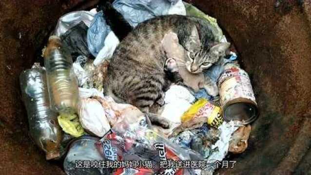 垃圾堆里发现虎皮猫带着三个孩子,它有点怕人