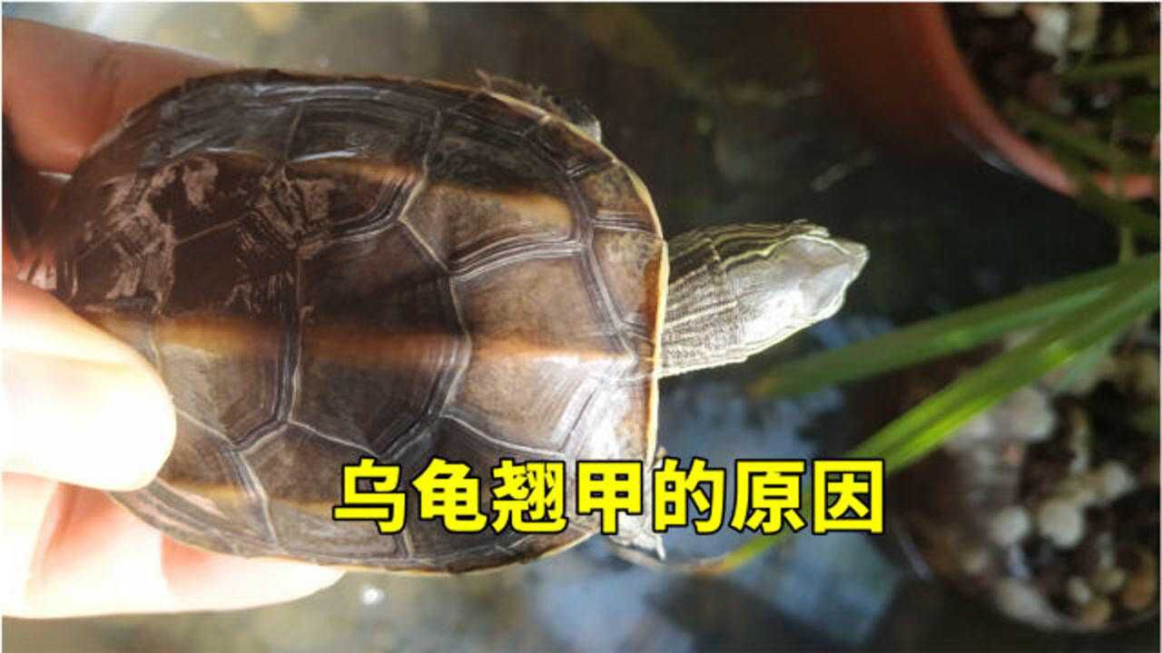 乌龟翘甲怎么办是什么原因不是因为浅水和缺钙多是由于喂太多长太快