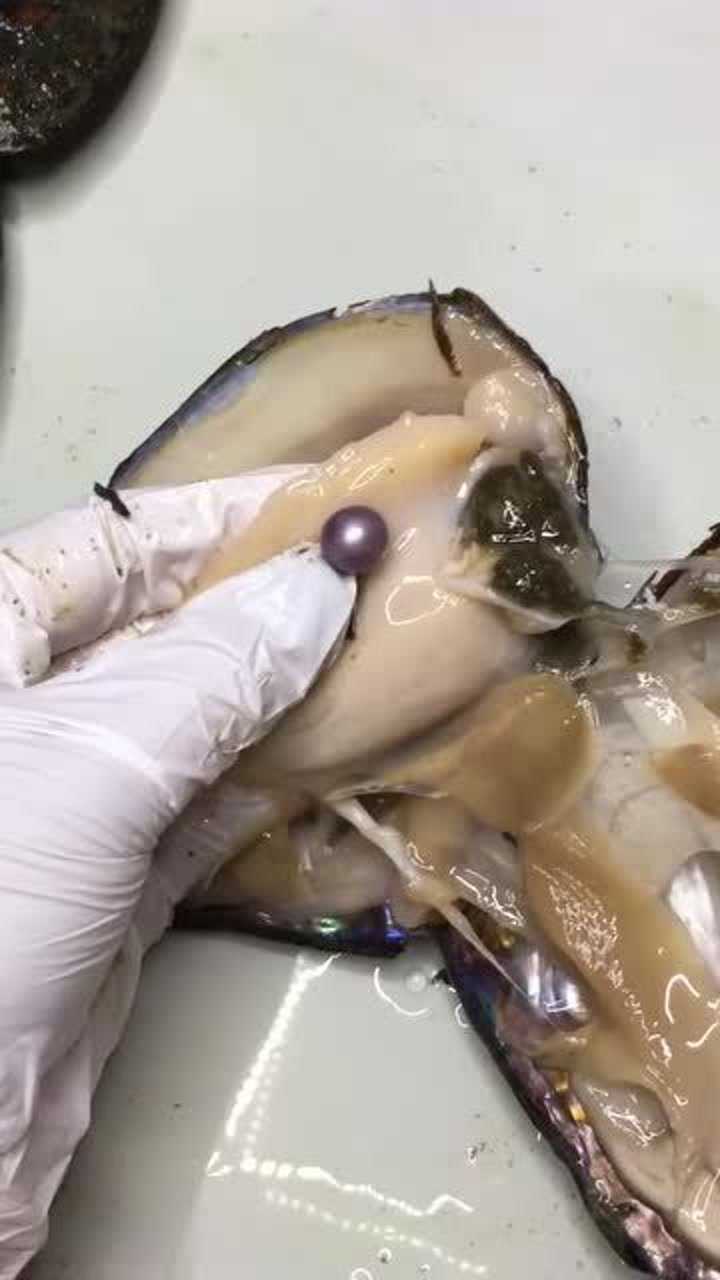 开蚌取珠:单珠蚌,颜色超漂亮,好喜欢啊!
