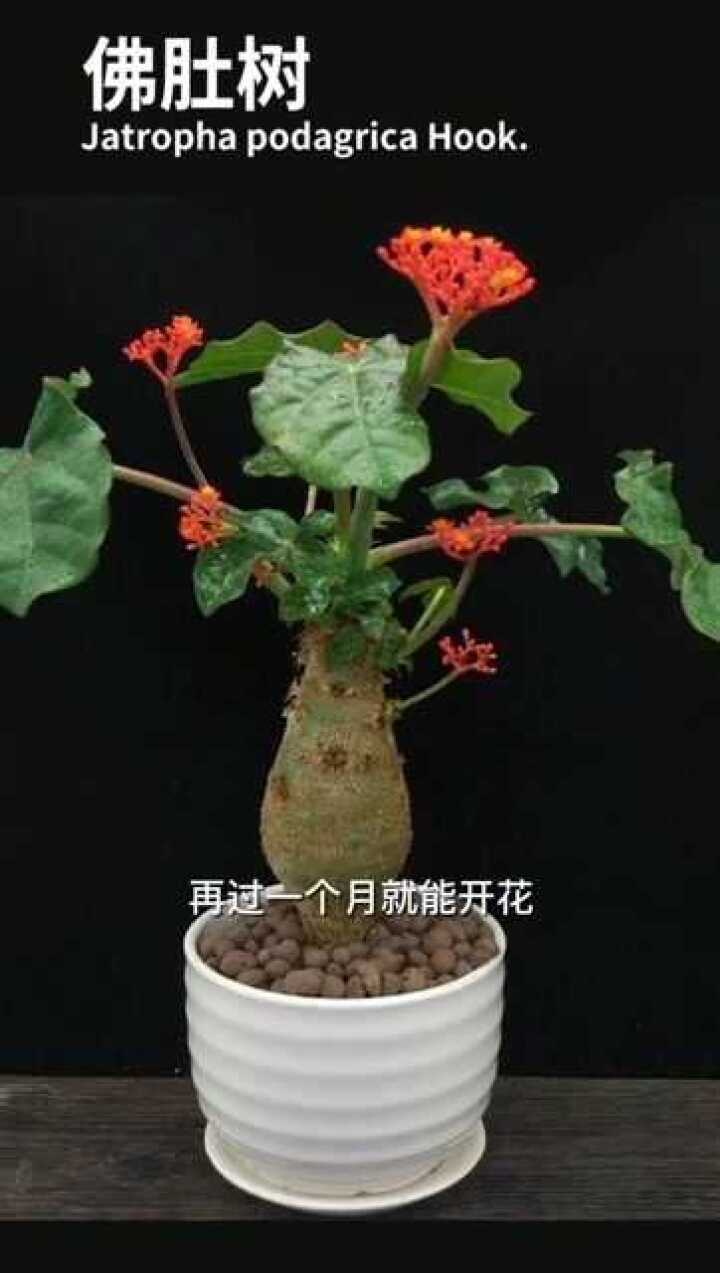 佛肚海棠一个月后就能开花只要阳光好一个月只浇一次水就行