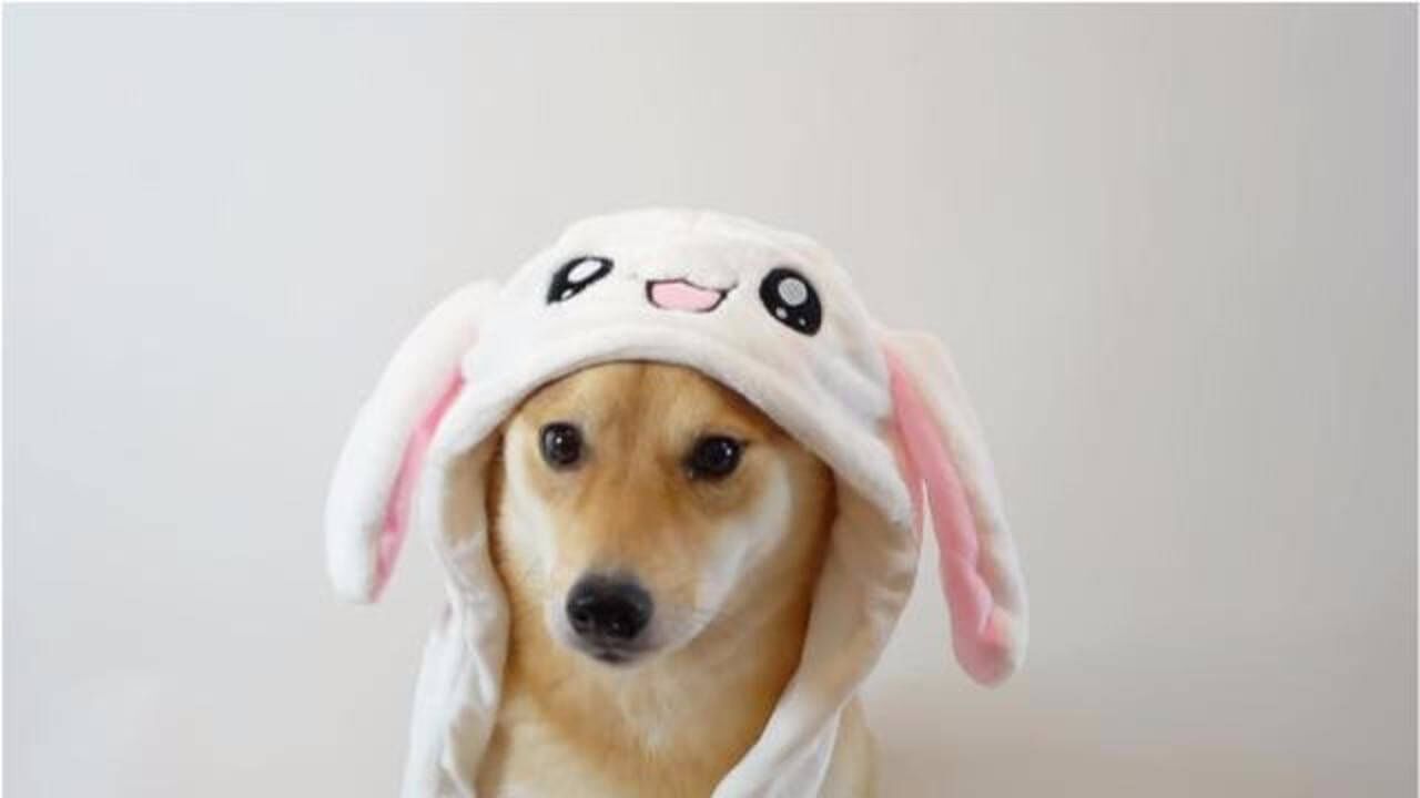 当柴犬带上网红兔耳朵之后,样子简直萌化人心,宠友:好想养一只