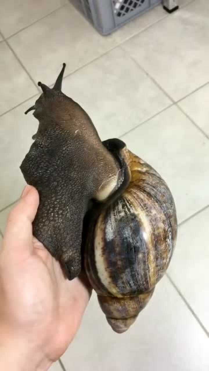 野外发现的大蜗牛这是我见过最大的一只蜗牛比我的手掌都大