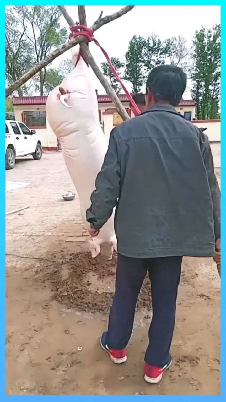 农村过年杀猪送礼,猪猪那么可爱,为什么要杀猪猪