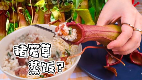 马来西亚人用“猪笼草”蒸饭吃？第一次做这么生猛的美食，还挺香