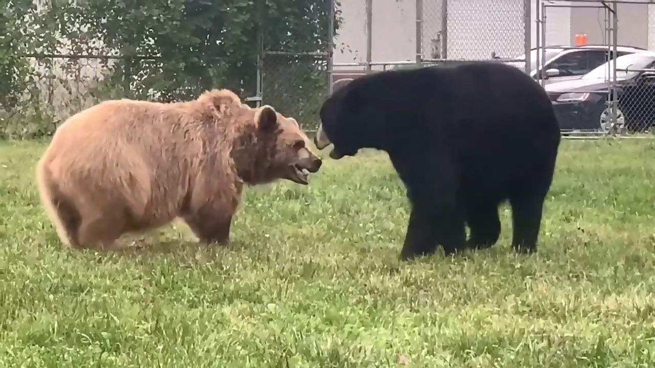 棕熊vs美洲黑熊棕熊们的日常战斗熊乐园