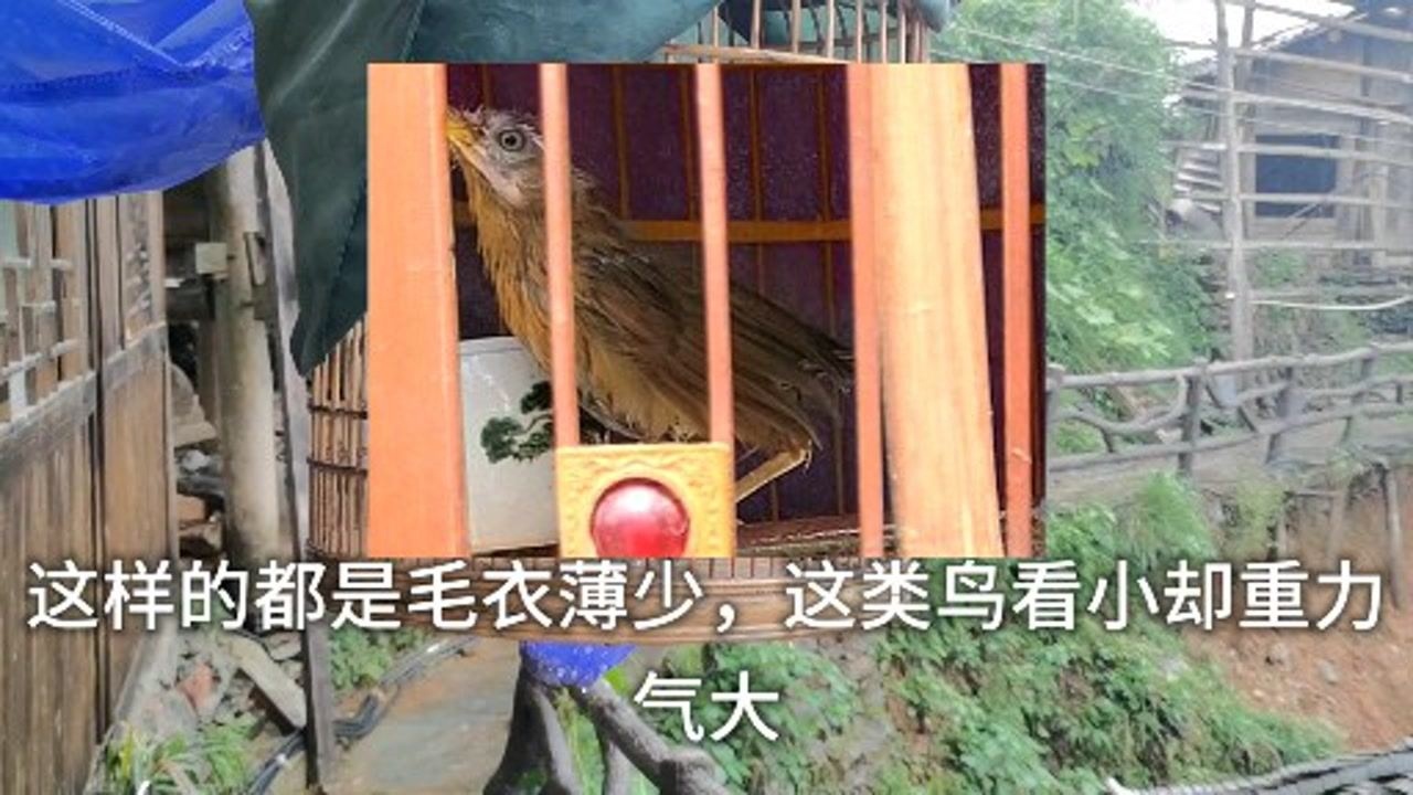 画眉鸟毛衣很重要如何看哪种好如何挑选老农实话告诉你