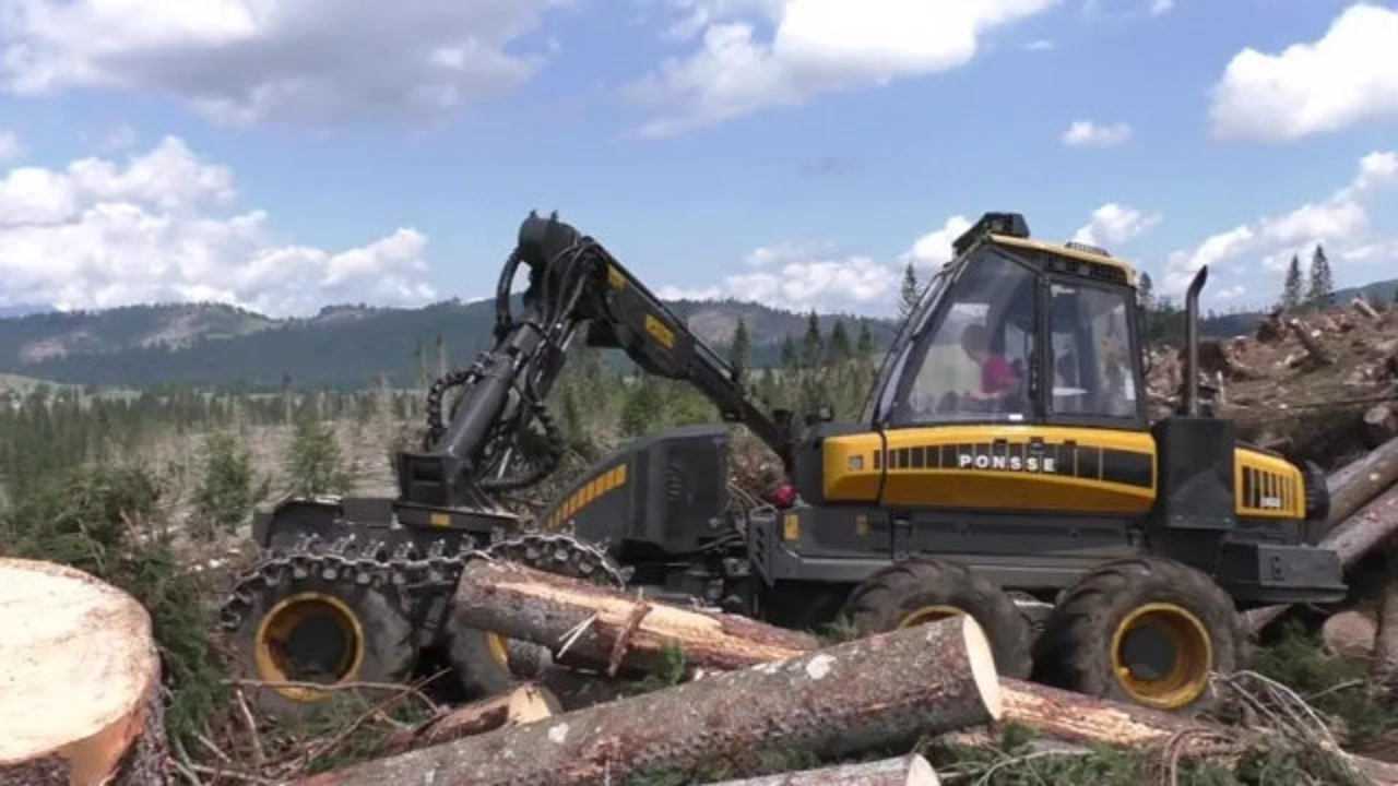 伐木场处理看下来的树木,有专门的伐木车,切割木材速度真是快!