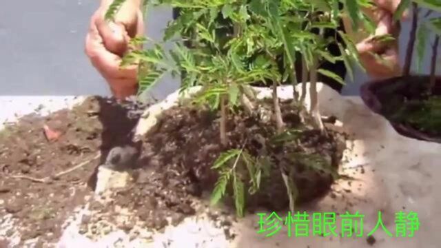 老师傅用合欢树与苔藓组合盆景制作,很简单就做成很有魅力的盆景