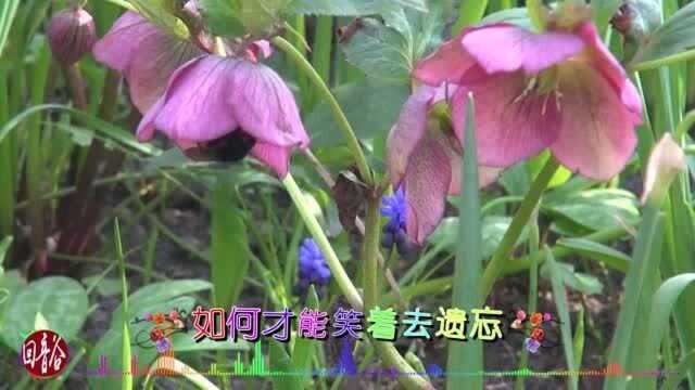 云菲菲新歌《幸福的假象》,你给的假象,我深陷其中不以为然