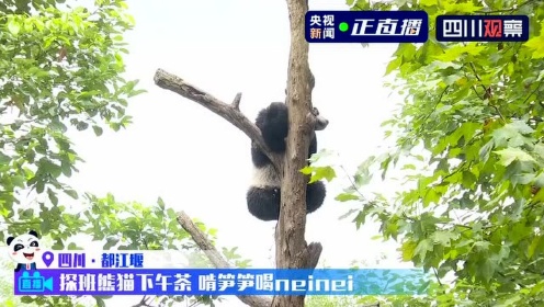 去中国大熊猫保护研究中心青城山基地 探访熊猫宝宝下午茶