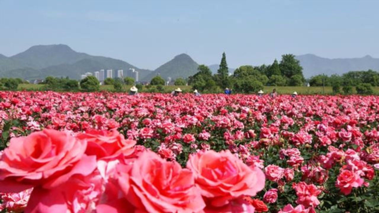 美哭富阳新沙岛玫瑰园开园1538亩花海百万株玫瑰竞相绽放