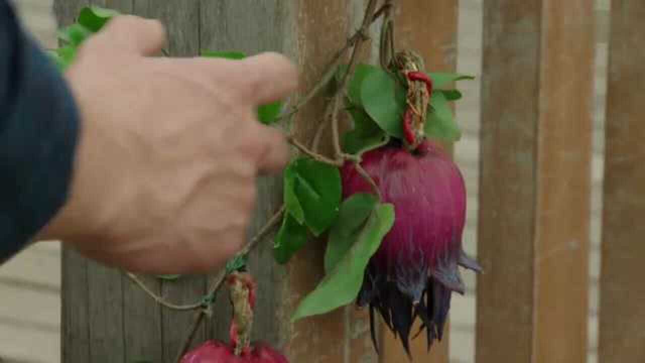 假面骑士铠武傻橙终于吃了海姆冥界的果实但是为啥他不变形嘞