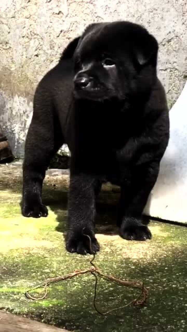 极品五黑麒麟犬,胆足狗凶虎背熊腰,是辟邪镇宅之宝!