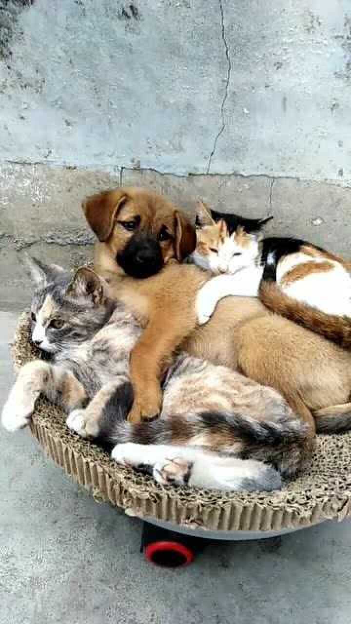 狗子感觉人生到达了巅峰左拥右抱真幸福