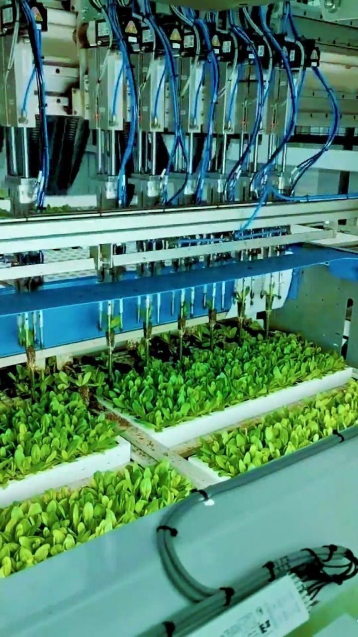 花卉生产自动化流水线种苗智能分级机从提高效率到代替经验