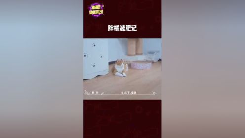 橘猫 胖胖的可爱，但是应不应该为了健康强制减肥#百分之二的爱