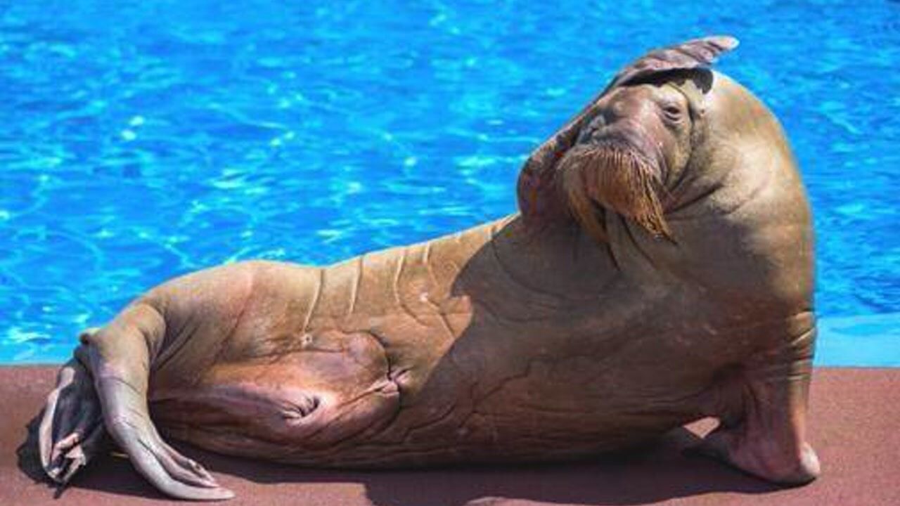 动物冷知识海象的生殖器竟有这么长