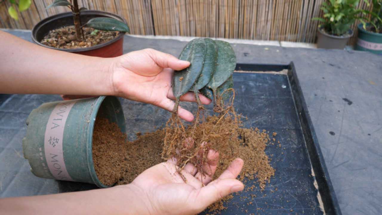 橡皮树扦插2个月根系长得很旺盛却没有长出新芽求支招