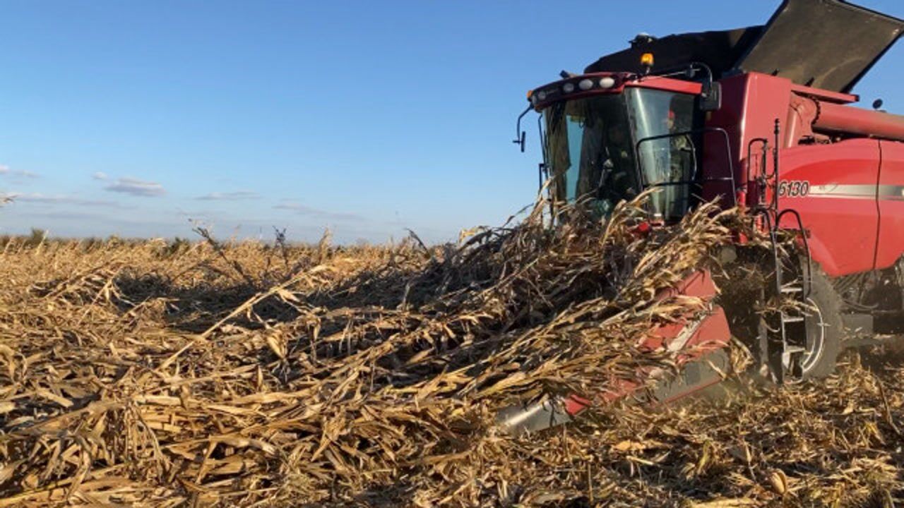 实拍凯斯6130收割机收割倒伏玉米
