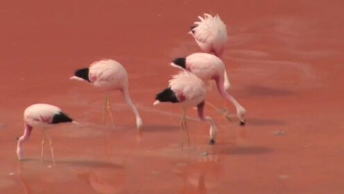 盘点全球各处奇葩的粉红湖泊！火烈鸟的颜色跟湖水有什么关系吗？