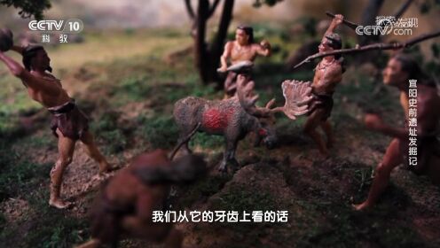 五千多年前苏羊先民不仅饲养家猪，还时不时外出打猎，带回一些野味_高清1080P在线观看平台_腾讯视频
