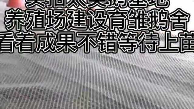 大美鹅基地养殖场建设育雏鹅舍已完工等待上鹅苗