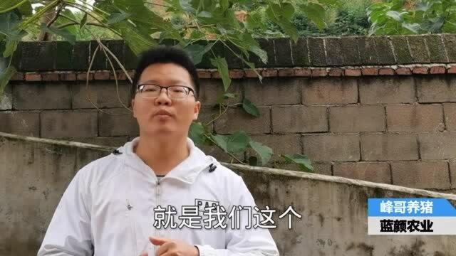 养猪技术:新玉米喂猪危害大,养猪人千万注意!