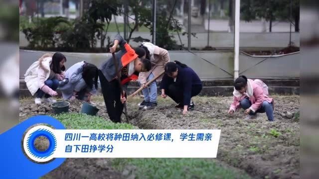 四川一高校将种田纳入必修课,学生需亲自下田挣学分.