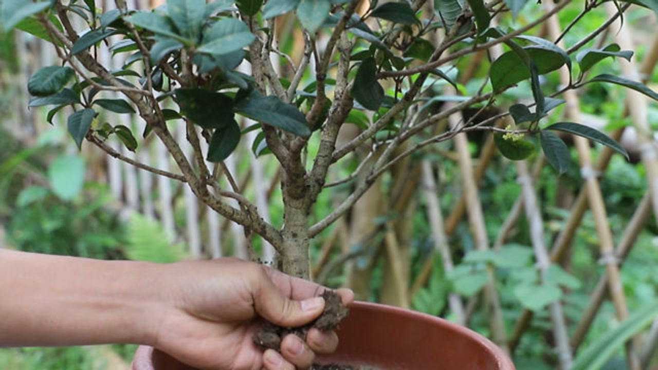 给桂花换盆前,3个动作"不马虎",上盆后能快速生长