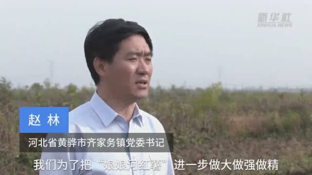 河北黄骅:河滩红薯长成富民“金疙瘩”