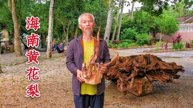 海南农村大叔,珍藏名木黄花梨,价值几百万,长见识了!