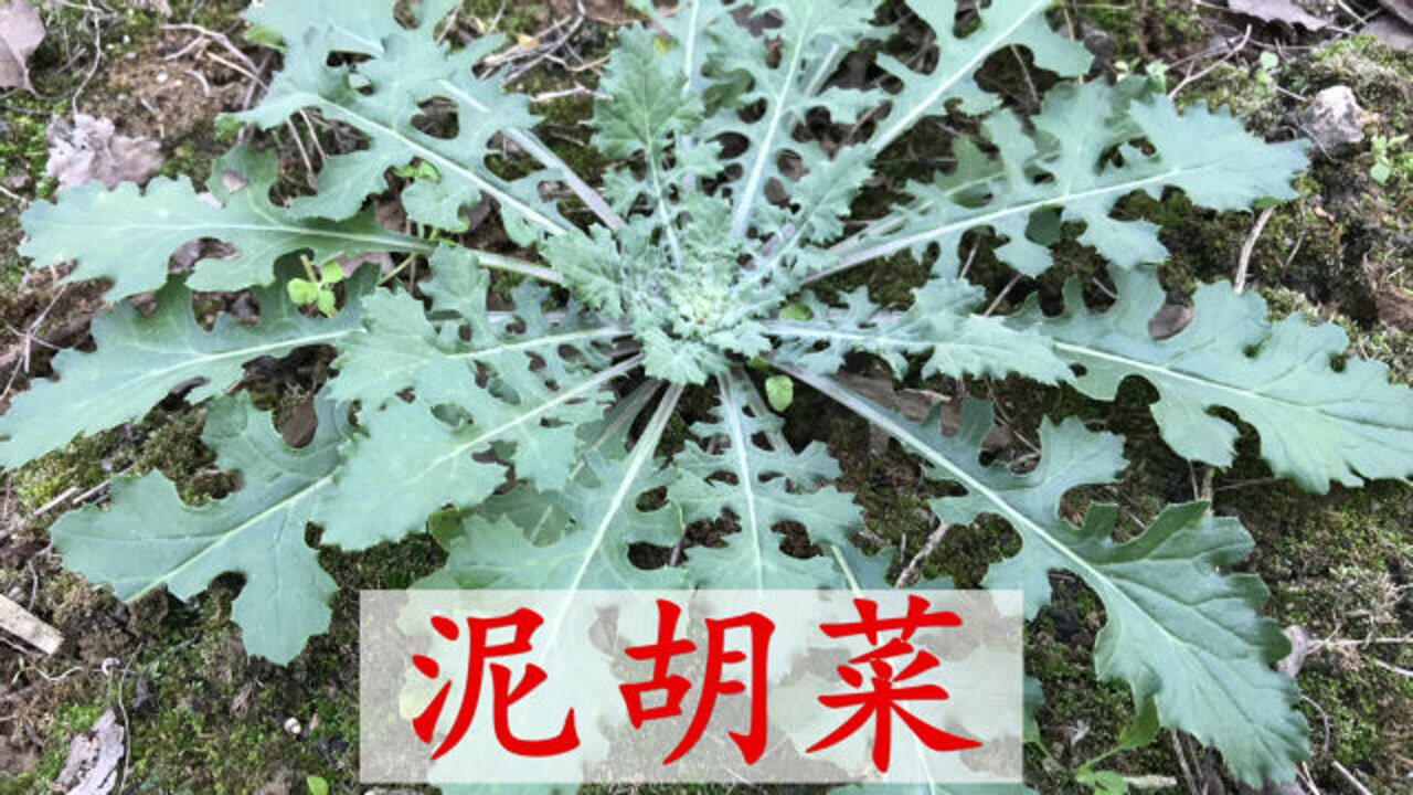 泥胡菜与蒲公英图片