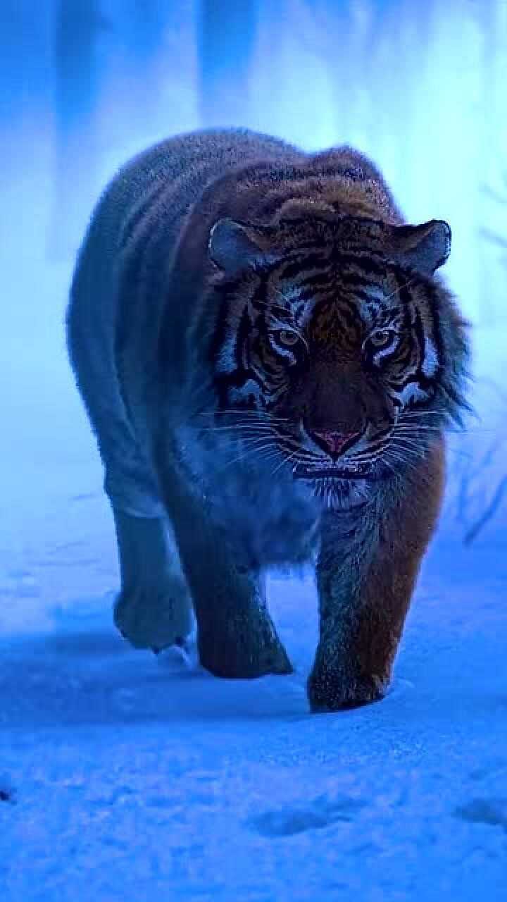 各种虎王的霸气出场,当之无愧的森林之王,太威猛了