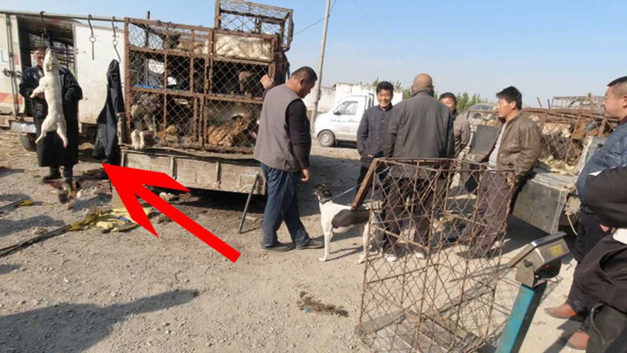 实拍：狗市上屠夫现场“宰狗”，各大猛犬恶性瞬间被碾压，真是太狠了！_高清