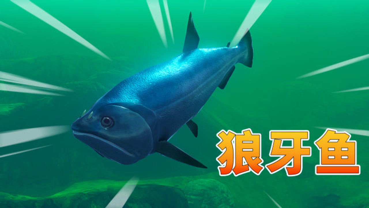 海底大猎杀16:食人鱼的克星,狼牙鱼