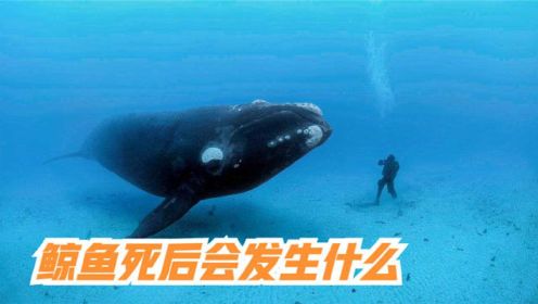 鲸鱼死后会发生什么，鲸鱼尸体为什么会爆炸？何为一鲸落，万物生