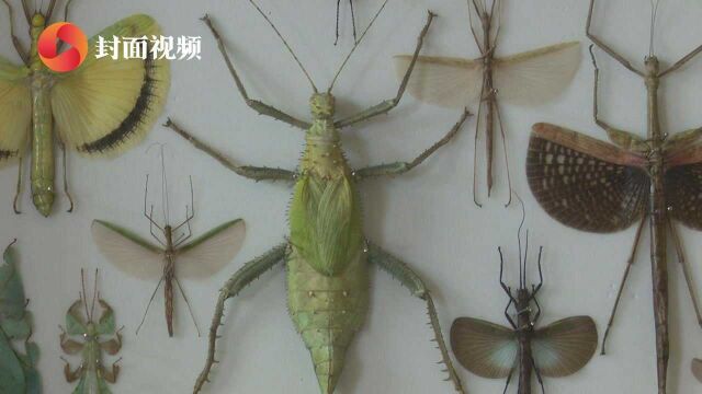 90后小伙沉迷制作上千种昆虫标本 将幼虫养到自然死亡再制作