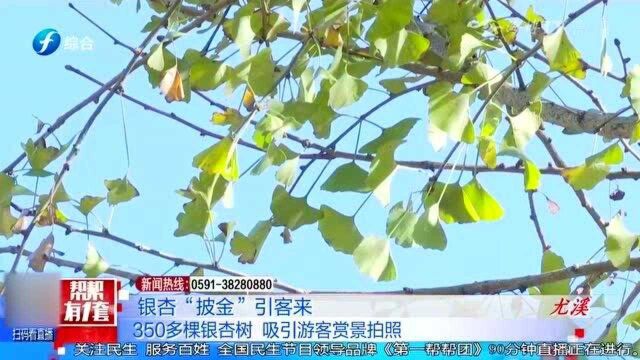 银杏“披金”引客来,350多棵银杏树,吸引游客赏景拍照