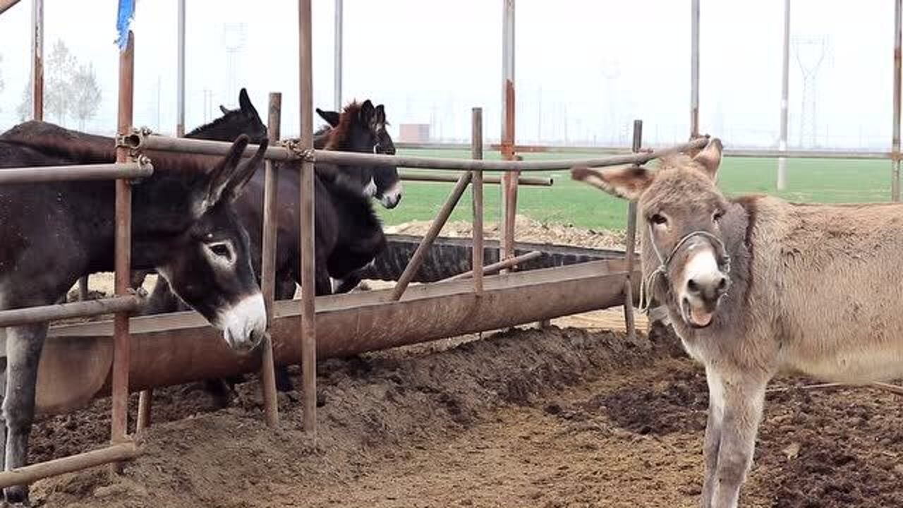 两头大叫驴在圈里对着叫唤引得一群驴都开始叫这阵势