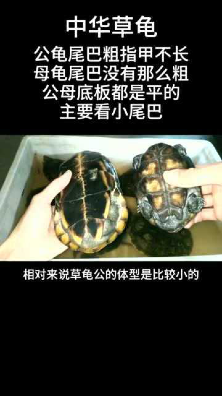 今天教你一招,乌龟如何分公母,方法非常简单_高清1080P在线观看平台_腾讯视频