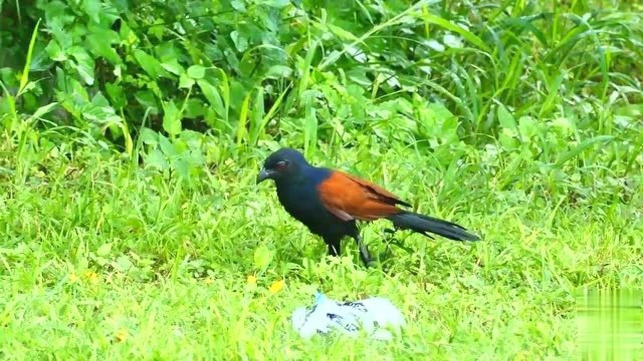 红毛鸡的叫声,像不像恐怖片里的配音