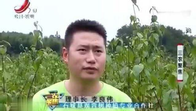 回老家创业种植一千多亩观音树 亩产效益能达到三千元