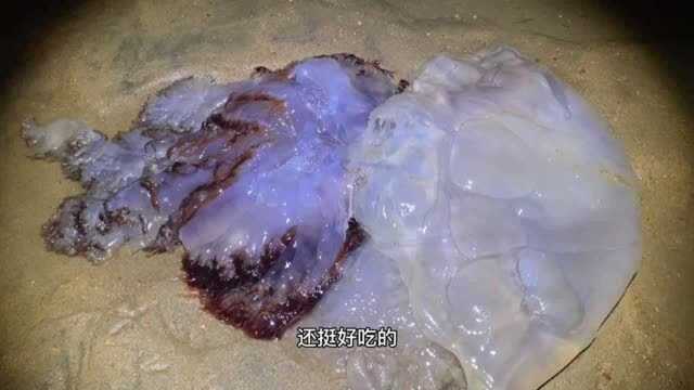 大海退潮后,几十斤一个的海货搁浅沙滩,猜猜这些海货都是什么?