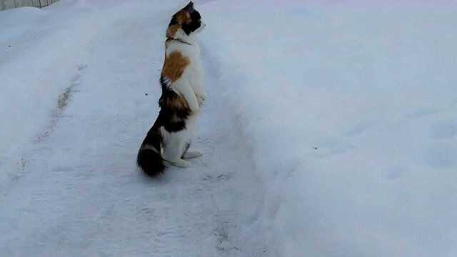 橘猫第一次见到雪,这反应也太夸张了,给女主人笑得肚子疼!