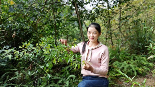 进山摘野果意外发现,珍贵稀少的飞龙掌血,它可以帮到很多人